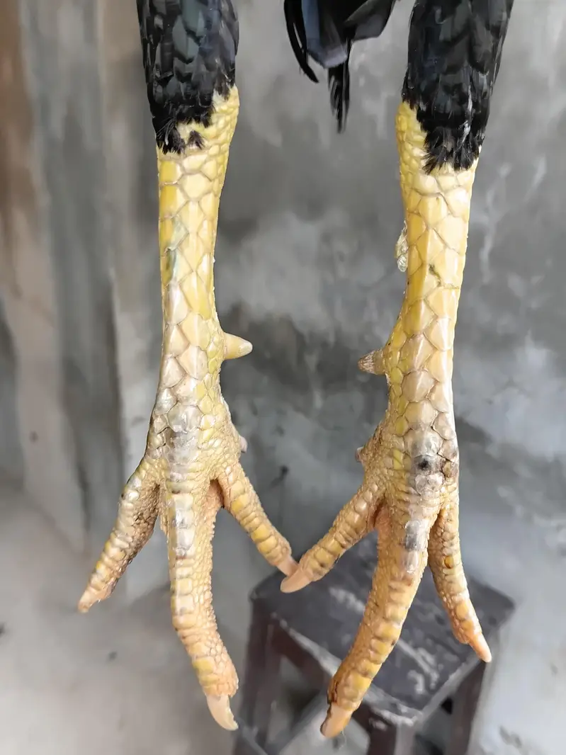 Lasani Aseel Pair Available For Sale — photo 4