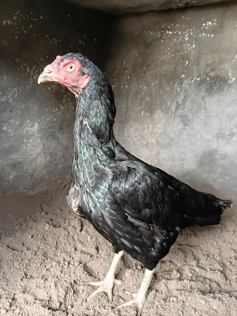 Lasani Aseel Pair Available For Sale — photo 5