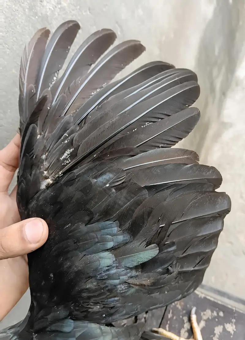 Lasani Aseel Pair Available For Sale — photo 6