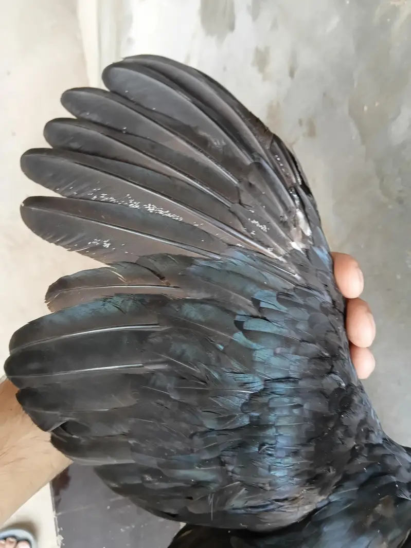 Lasani Aseel Pair Available For Sale — photo 7