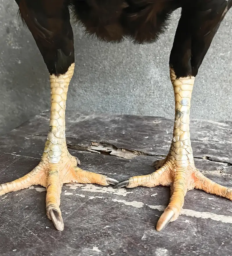 Lasani Aseel Pair Available For Sale — photo 8