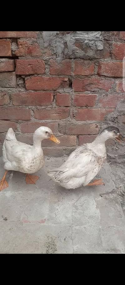 healthy and active ducks egg lying