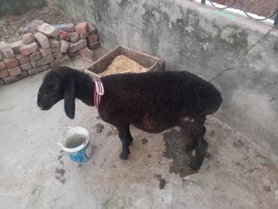 CHOTI chaki wela dumba