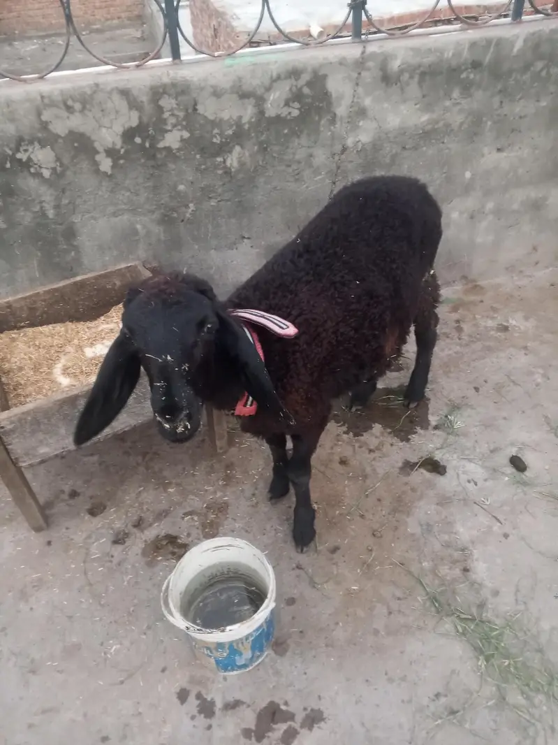 CHOTI chaki wela dumba — photo 2