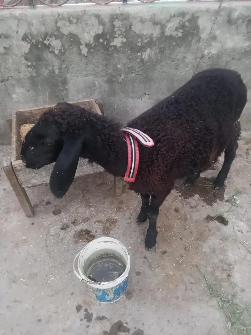 CHOTI chaki wela dumba — photo 3