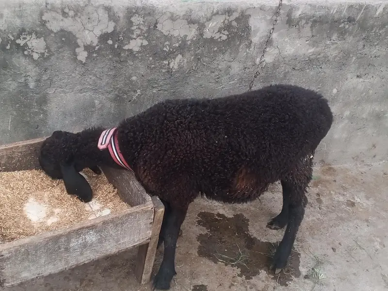 CHOTI chaki wela dumba — photo 5