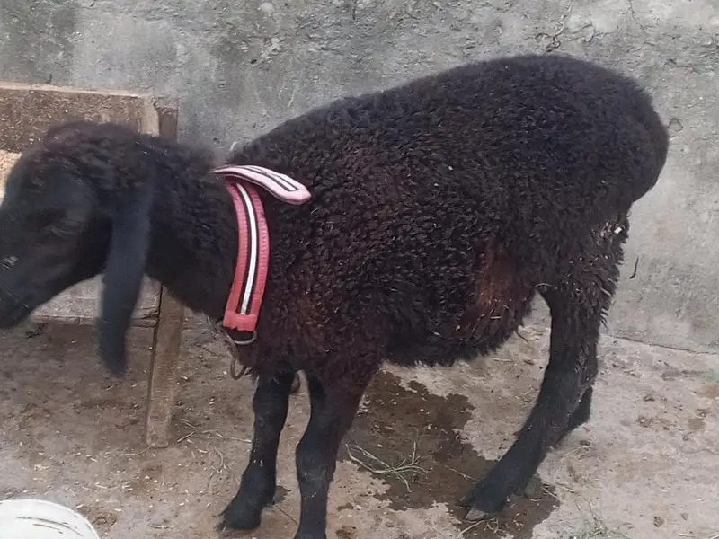 CHOTI chaki wela dumba — photo 7