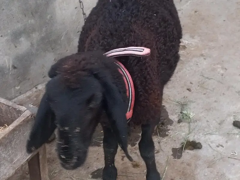 CHOTI chaki wela dumba — photo 8