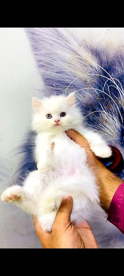 pure Persian cats vaccinated and healthy active WhatsApp/0344/6895398/