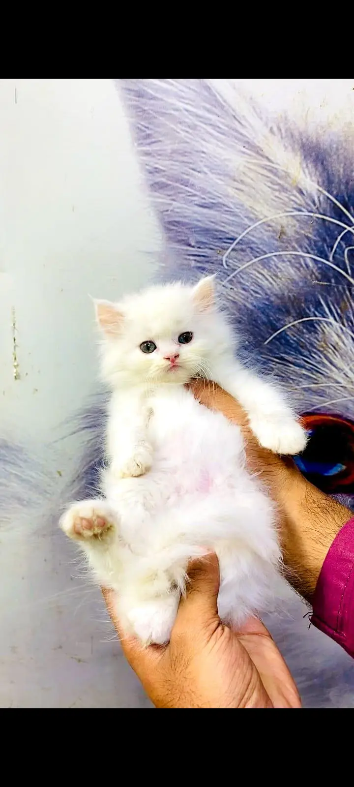 pure Persian cats vaccinated and healthy active WhatsApp/0344/6895398/ — photo 2