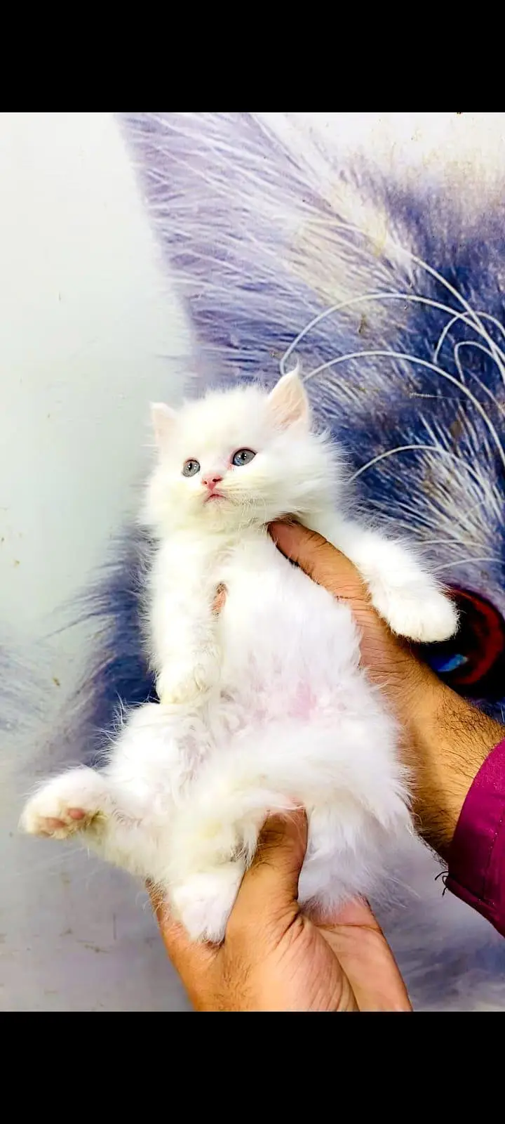pure Persian cats vaccinated and healthy active WhatsApp/0344/6895398/ — photo 3