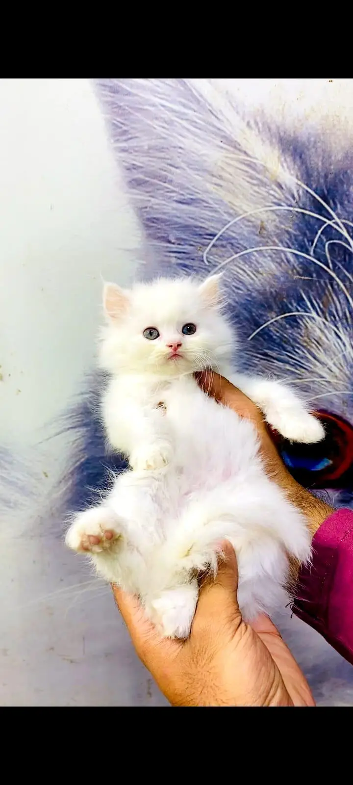pure Persian cats vaccinated and healthy active WhatsApp/0344/6895398/ — photo 4