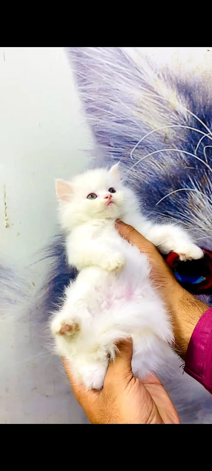 pure Persian cats vaccinated and healthy active WhatsApp/0344/6895398/ — photo 5
