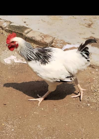 light Sussex male/ murga for sale/ light Sussex
