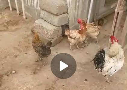 home hens and roaster for sale