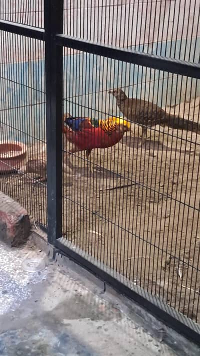 sorkhab pair near to breed