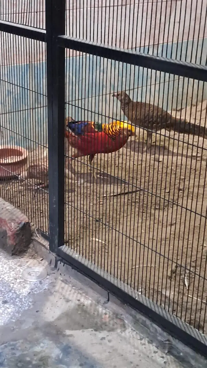 sorkhab pair near to breed