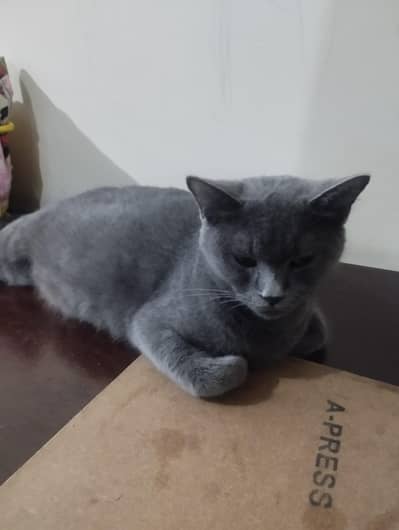 British Short Hair Kitten