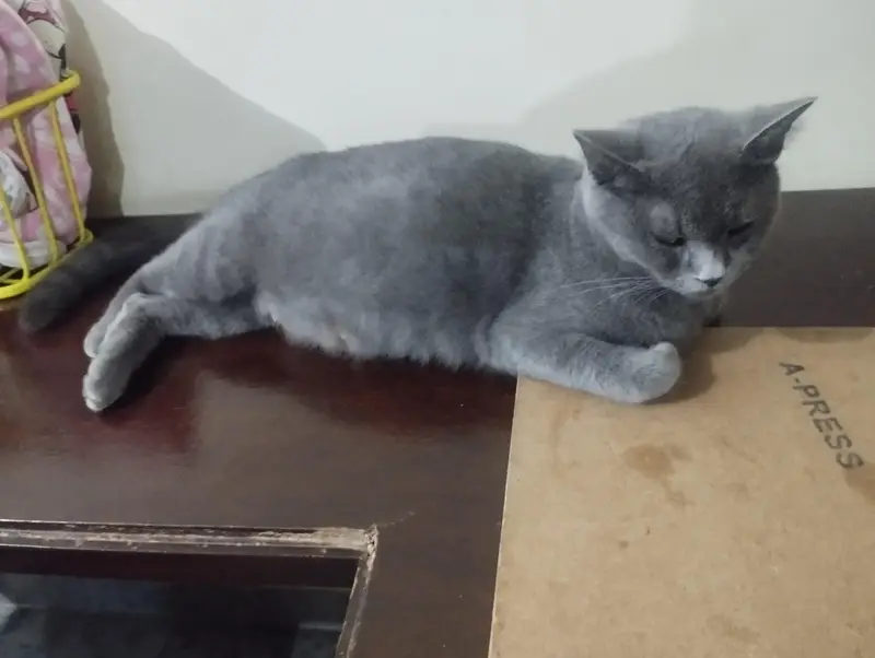British Short Hair Kitten — photo 2