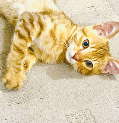 Kitten orange male