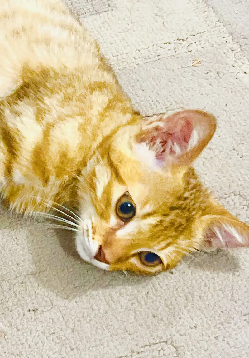 Kitten orange male — photo 2