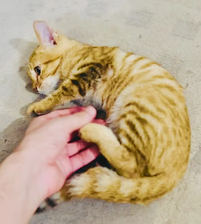 Kitten orange male — photo 3