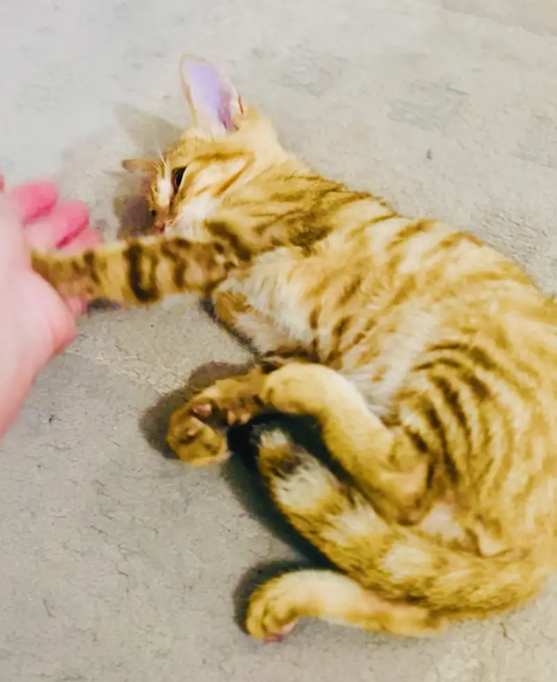 Kitten orange male — photo 4