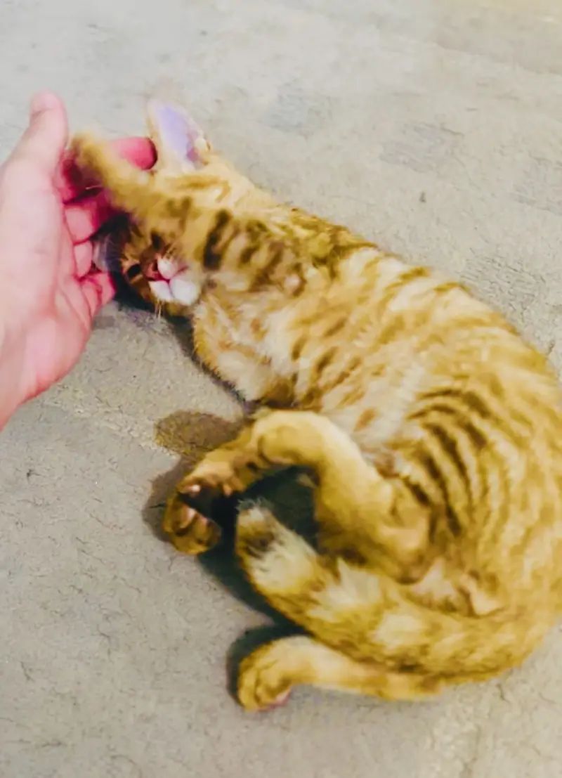 Kitten orange male — photo 5