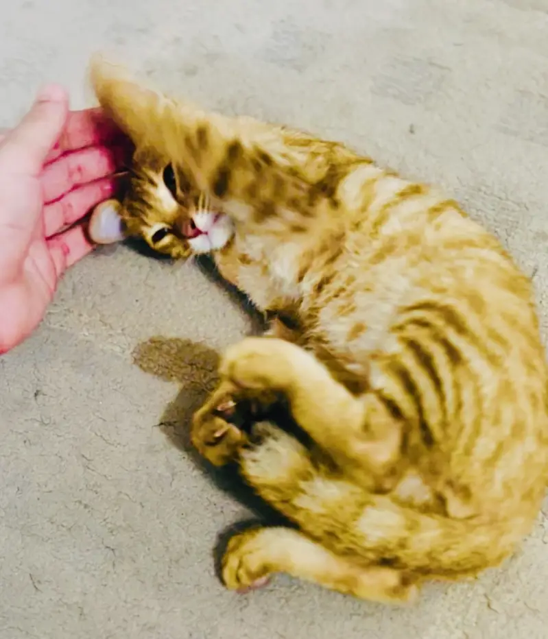 Kitten orange male — photo 6