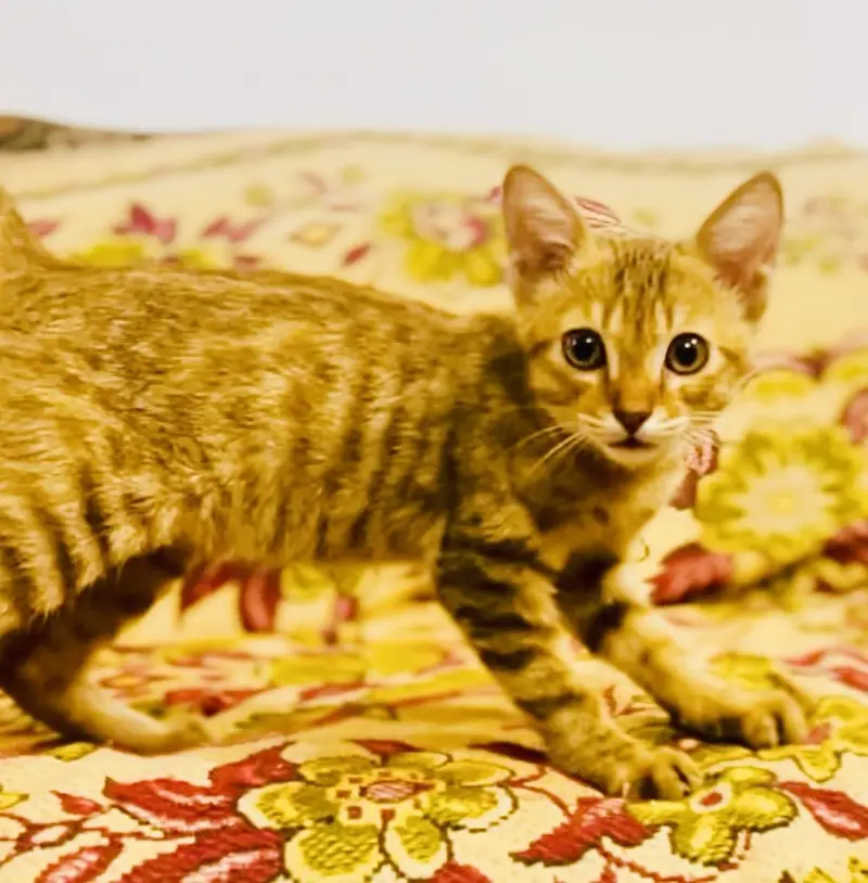 Kitten orange male — photo 7