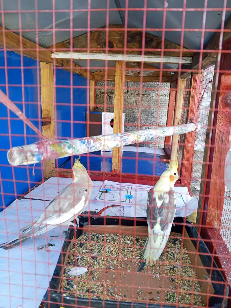 cocktail 0