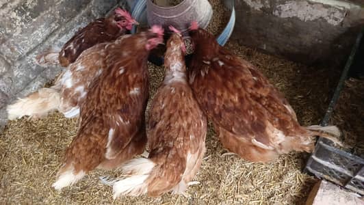 lohman black and lohman brown egg laying hens