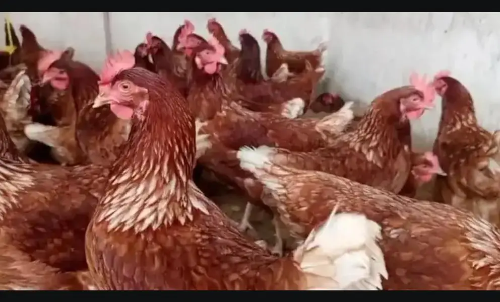 lohman black and lohman brown egg laying hens — photo 2