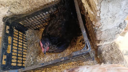 lohman black and lohman brown egg laying hens
