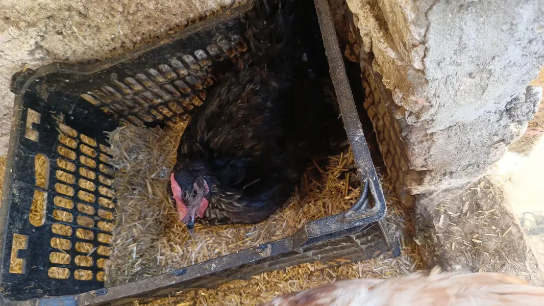 lohman black and lohman brown egg laying hens — photo 3