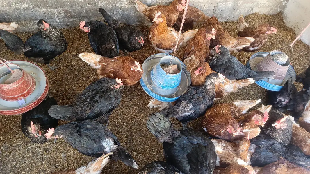 lohman black and lohman brown egg laying hens — photo 4