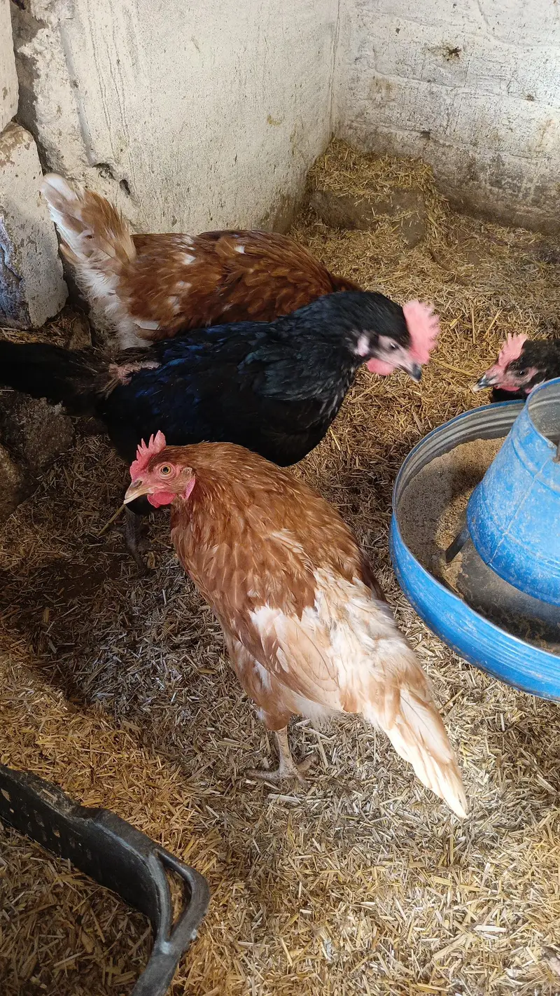 lohman black and lohman brown egg laying hens — photo 5