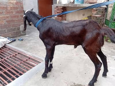 bakra