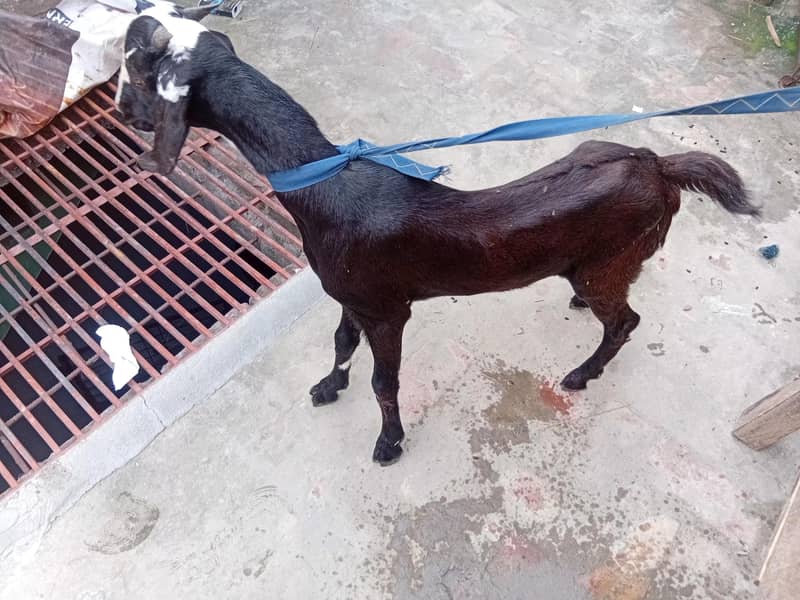 bakra 1