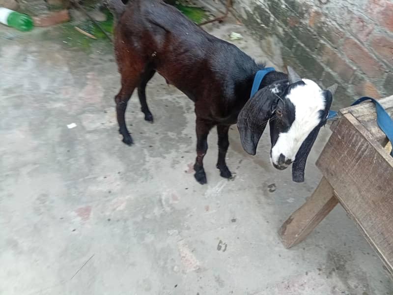 bakra 2