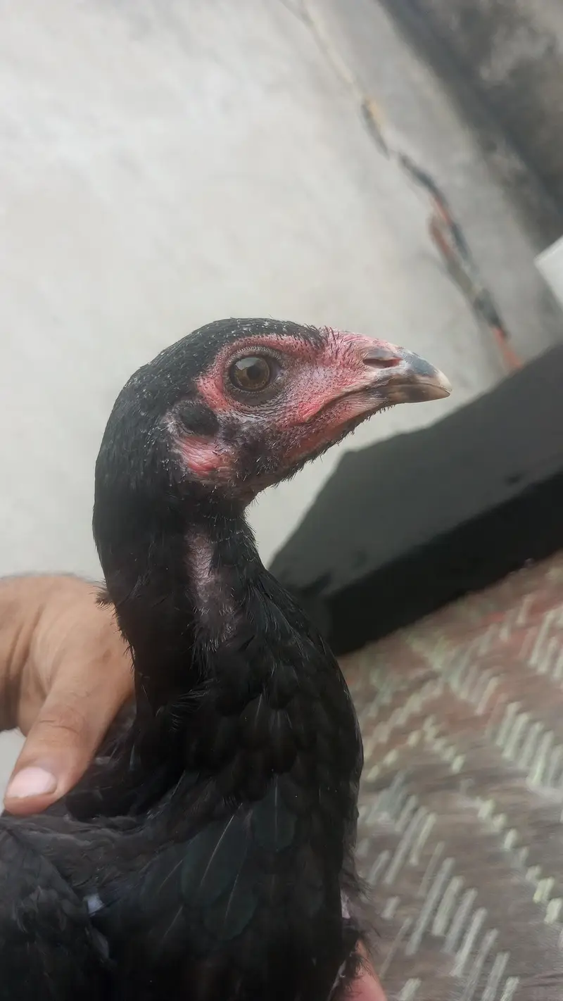 Breeder Chakor | Guinea fows| Muscovy Ducks — photo 5