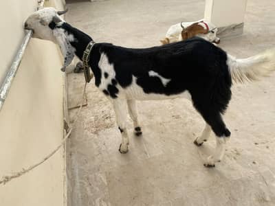 Kheera Bakra for sale