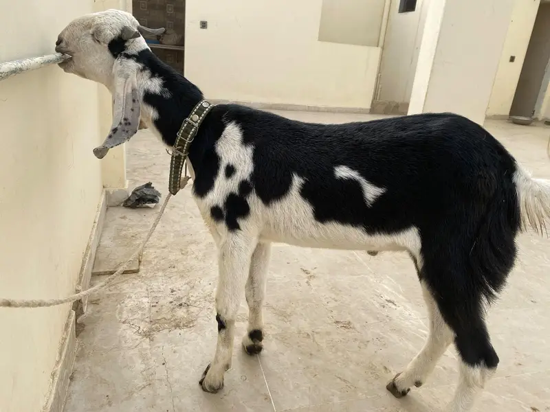 Kheera Bakra for sale — photo 2