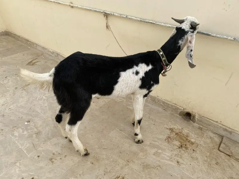 Kheera Bakra for sale — photo 3