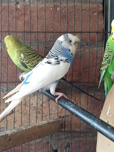 breedar pair