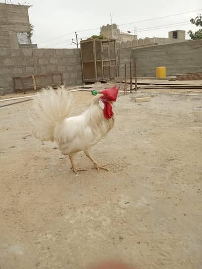 Misri pair for sale 03182252554