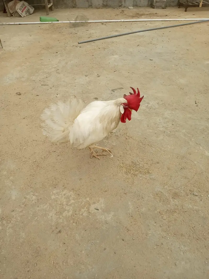 Misri pair for sale 03182252554 — photo 2