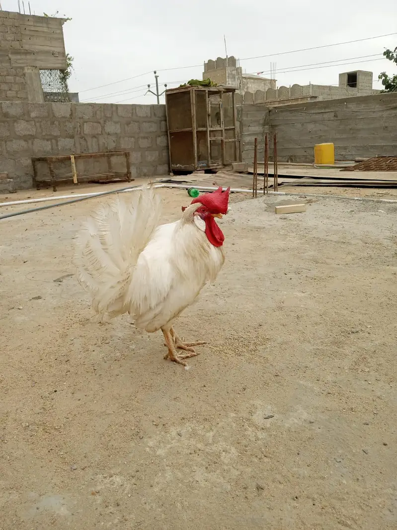Misri pair for sale 03182252554 — photo 3