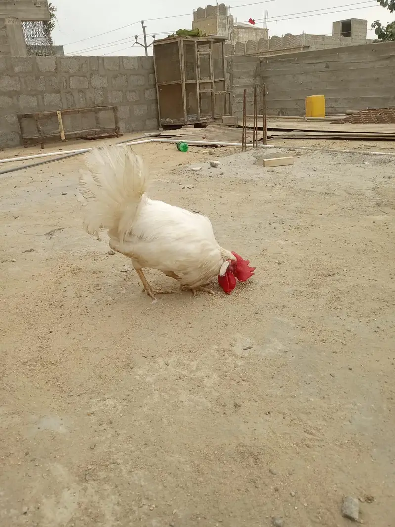 Misri pair for sale 03182252554 — photo 4