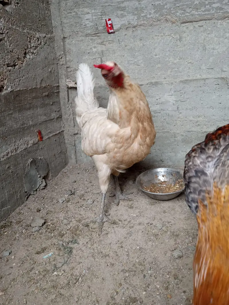 Misri pair for sale 03182252554 — photo 5